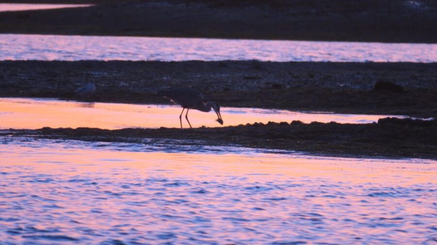 Faro: Ria Formosa Sunset Boat Tour - Starting Point and Meeting Logistics in Faro