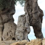 Fasano: e-bike tour to discover the wonders of the area - Discovering Caves and Rock Churches