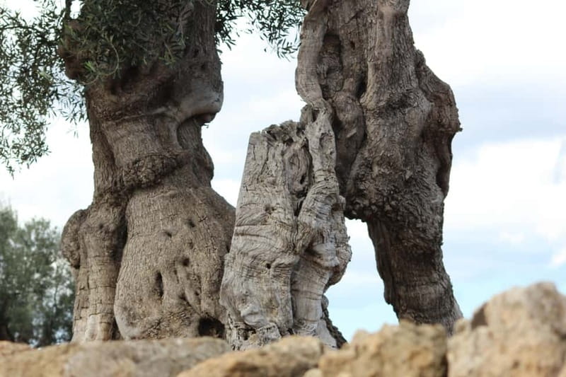 Fasano: e-bike tour to discover the wonders of the area - Discovering Caves and Rock Churches