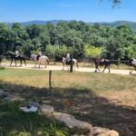 Fattoria Tègoni: horseback riding in Tuscany - An Authentic Horseback Ride Amid Tuscany’s Natural Beauty