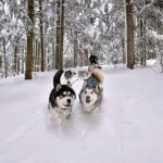 Feel the Magic of Winter with Thrilling Arctic Dog Sled Rides - What to Expect During Your 2-Hour Sled Dog Ride