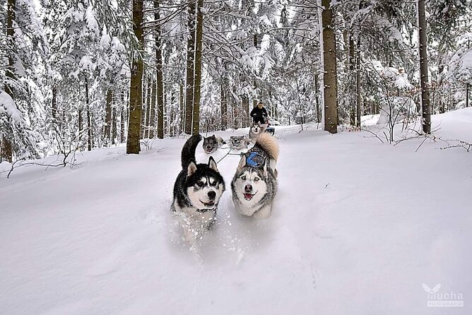 Feel the Magic of Winter with Thrilling Arctic Dog Sled Rides - What to Expect During Your 2-Hour Sled Dog Ride