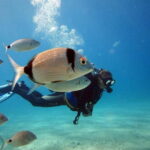 Fethiye Scuba Diving Tour: Free Shuttle Service - Lunch Included - Convenient Pickup from Fethiye and Ölüdeniz Hotels