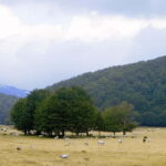 Feudi di San Gregorio: Wine Tasting Experience - Exploring Feudi di San Gregorio’s Historical Cellar