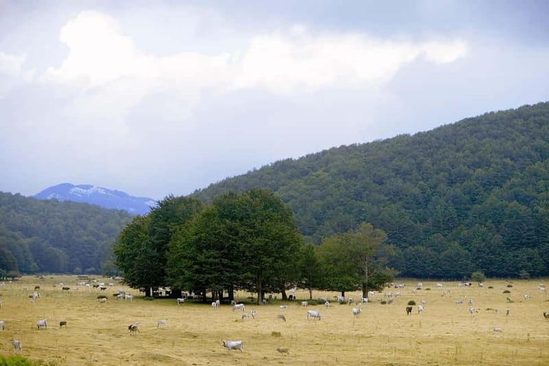 Feudi di San Gregorio: Wine Tasting Experience - Exploring Feudi di San Gregorio’s Historical Cellar