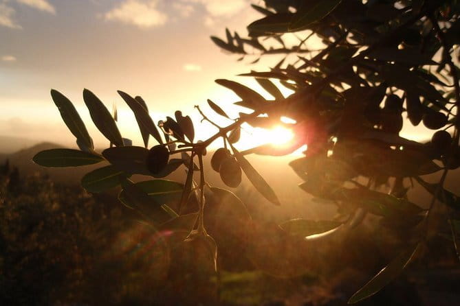 Fiesole: Tuscan Countryside Half Day E-Bike Tour & Farm visit - The Capture of Florence’s Panorama from Fiesole