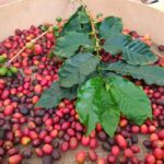 Finca Los Castaños: Agaete Valley Coffee Tour & Tasting - The Guided Tour at Finca Los Castaños