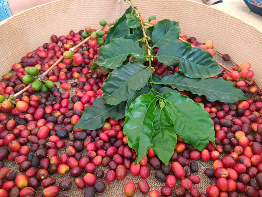 Finca Los Castaños: Agaete Valley Coffee Tour & Tasting - The Guided Tour at Finca Los Castaños