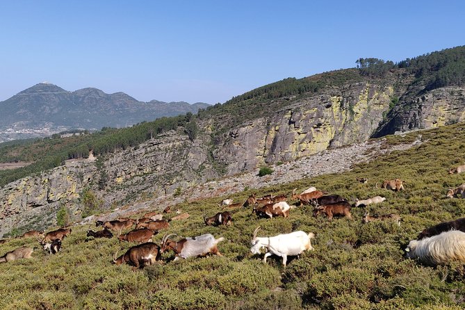 Fisgas de Ermelo Trail - Starting Point and Logistics in Porto