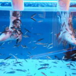 Fish Spa Experience Playa Fañabe - Duration and Group Size: An Intimate Experience