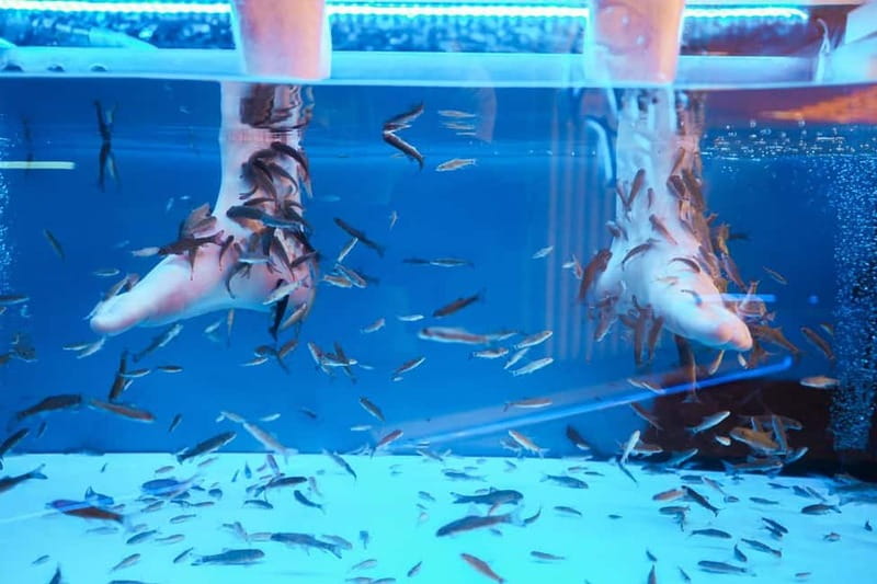 Fish Spa Experience Playa Fañabe - Duration and Group Size: An Intimate Experience