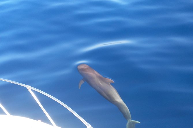 Fishing trip, Tenerife Sea Passion - Fishing Options: Bottom and Deep-Sea Techniques
