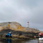 Fjällbacka: Seaweed Picking and SUP Paddling Tour - Meeting Point and Logistics in Hamburgsund
