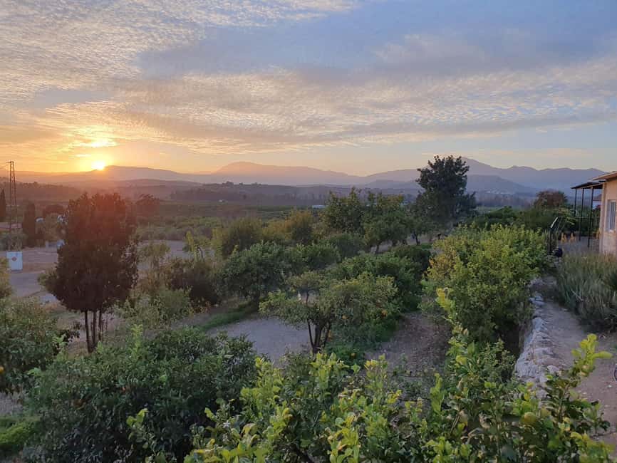 Flavors of the Sun: Guided tour and citrus tasting from the Costa del Sol - Olive and Sweet Wine Tasting in Malaga