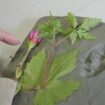 Florence: create your own personalized plaster cast - The Location: Geko Art Studio in Florence