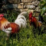 Florence: Horseback Riding & Aperitivo in the Chianti - A Gentle Ride through the Heart of Chianti’s Vineyards