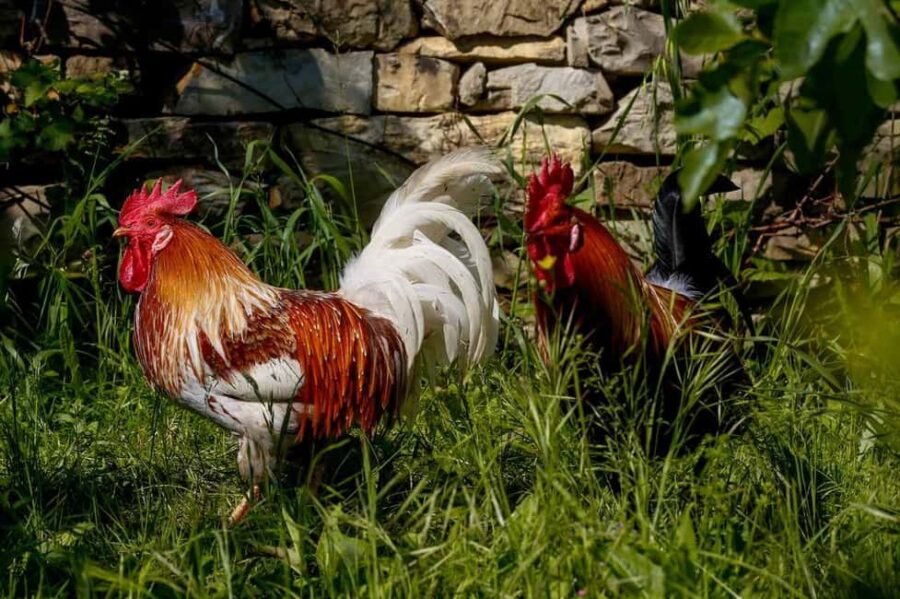 Florence: Horseback Riding & Aperitivo in the Chianti - A Gentle Ride through the Heart of Chianti’s Vineyards
