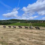 Florence: Horseback Riding Tour with Wine Tasting & Transfer - Scenic Routes through Olive Groves and Vineyards