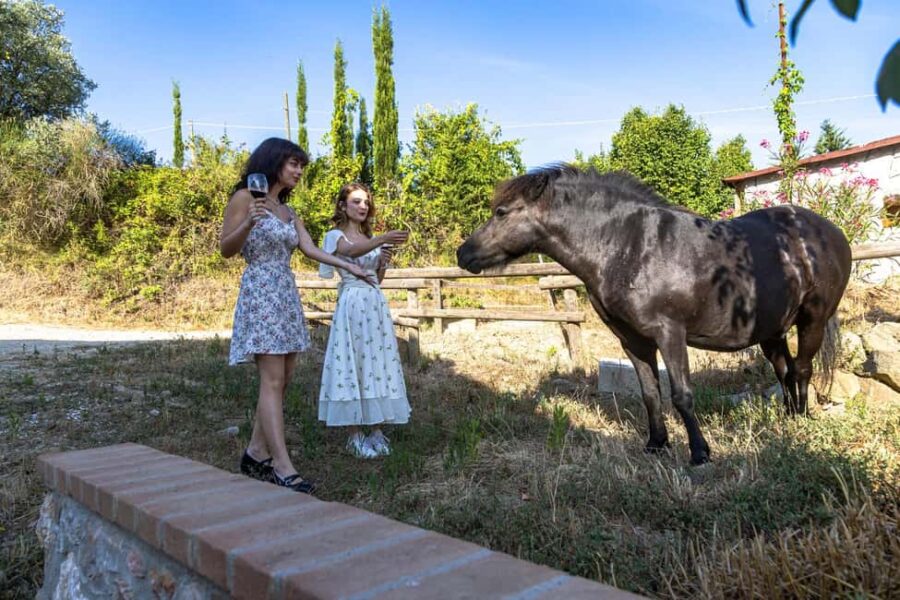 Florence: The secret of wine, cheese and olive oil at a farm - Departure and Transportation from Florence
