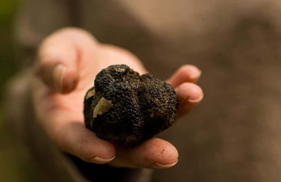 Florence: Truffle Hunt with Gourmet Platter Tasting - Tuscan Landscapes and the Art of Truffle Hunting