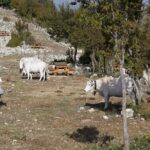 Footprints on the Battlefield Trails of Monte Cassino - Following the Steep Cavalry of Cavendish Road