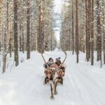 Forest Trail Reindeer Safari - Visiting the Reindeer Farm and Meeting the Herd