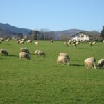 French Basque Countryside Private tour - Visiting Bidarray and Its Quirky Charm