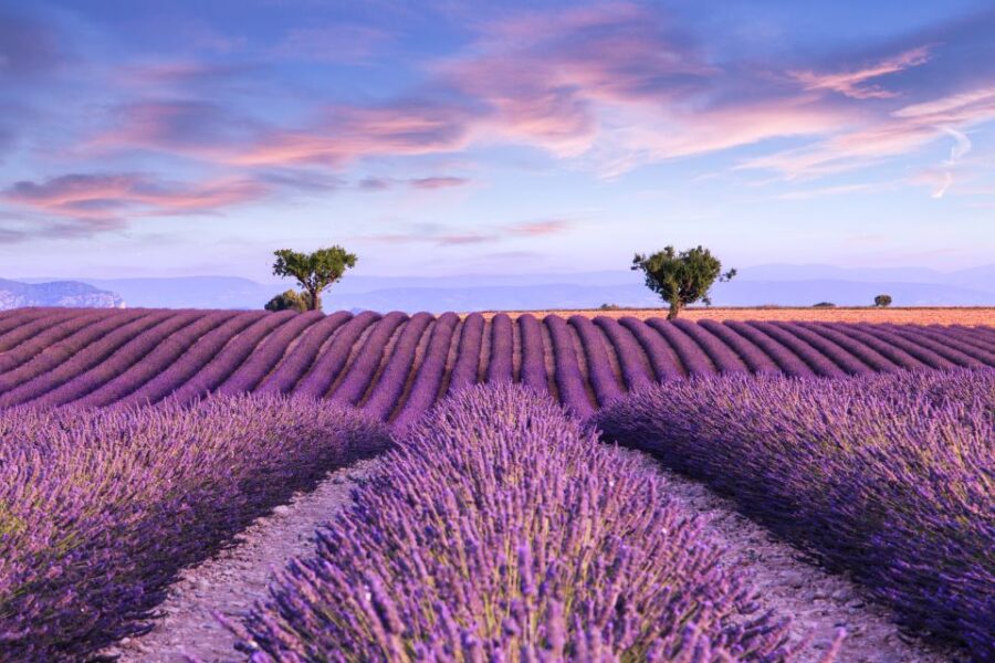 From Aix: Day Trip to Valensole Lavender Fields in Provence - Convenient Meeting Point in Aix-en-Provence