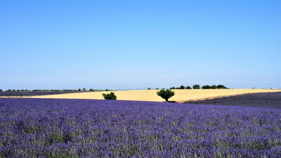 From Aix-en-Provence : Sunset Lavender Tour in Valensole - Meet Your Guide Outside the Aix-en-Provence Tourist Information Center