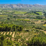 From Aix-en-Provence : Wine, Olive Oil and Scenic Villages - Olive Oil Mill Tour and Tasting