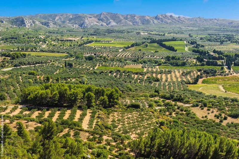 From Aix-en-Provence : Wine, Olive Oil and Scenic Villages - Olive Oil Mill Tour and Tasting