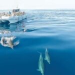 From Albufeira: Dolphins and Caves 2.5-Hour Boat Trip - Meeting Point and Booking Flexibility