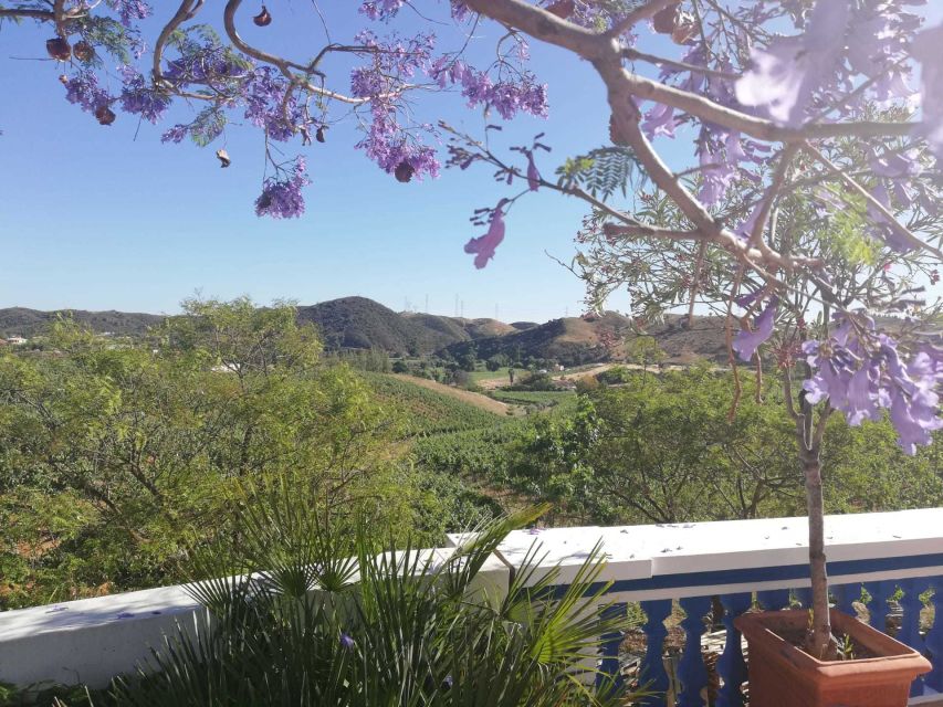 From Albufeira: Half-Day Winery Tour and Silves - A Personal Touch at a Family-Owned Algarve Winery