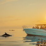 From Alcudia: Sunrise Dolphin Watching Boat Tour - How the Tour Starts with Convenient Pickups in Alcúdia and Can Picafort