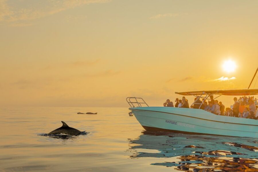 From Alcudia: Sunrise Dolphin Watching Boat Tour - How the Tour Starts with Convenient Pickups in Alcúdia and Can Picafort