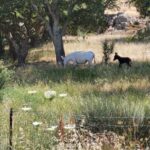 From Alghero: Le Prigionette Oasis Guided E-Bike Tour - Starting Point and Logistics in Alghero