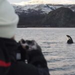 From Alta: Small group Whale watching - Key Points