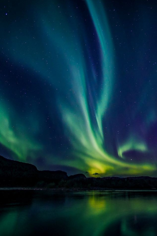 From Alta: Whale and Seabird Cruise - Observing Marine Life Close Up