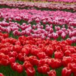 From Amsterdam: Dunes, Submarine & Windmills Guided Day Tour - Starting Point and Logistics Made Easy
