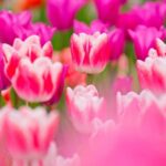 From Amsterdam: Keukenhof Entry with Shuttlebus Transfer - Convenient Departure from Amsterdam Central Station