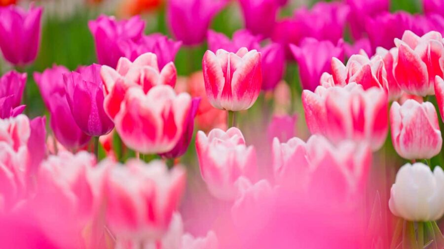 From Amsterdam: Keukenhof Entry with Shuttlebus Transfer - Convenient Departure from Amsterdam Central Station