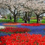 From Amsterdam: Keukenhof Gardens Ticket and Transfer - Exploring Keukenhof Gardens for Three Hours