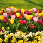 From Amsterdam: Private Day Trip to Keukenhof & De Tulperij - Discovering De Tulperij: The Dutch Tulip Farm