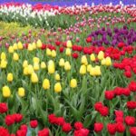 From Amsterdam: Private Windmills and Keukenhof Tour - Starting Point and Tour Duration in South Holland