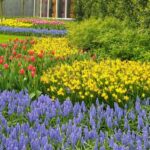 From Amsterdam: Small Group Keukenhof & City Tour Delft - Keukenhof Gardens: A Springtime Floral Spectacle