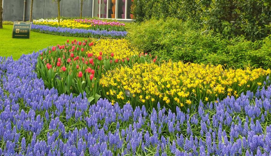 From Amsterdam: Small Group Keukenhof & City Tour Delft - Keukenhof Gardens: A Springtime Floral Spectacle