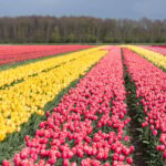 From Amsterdam: take the famous Tulip route tour - Walking Along Farmfield Edges for Tulip Up-Close Views