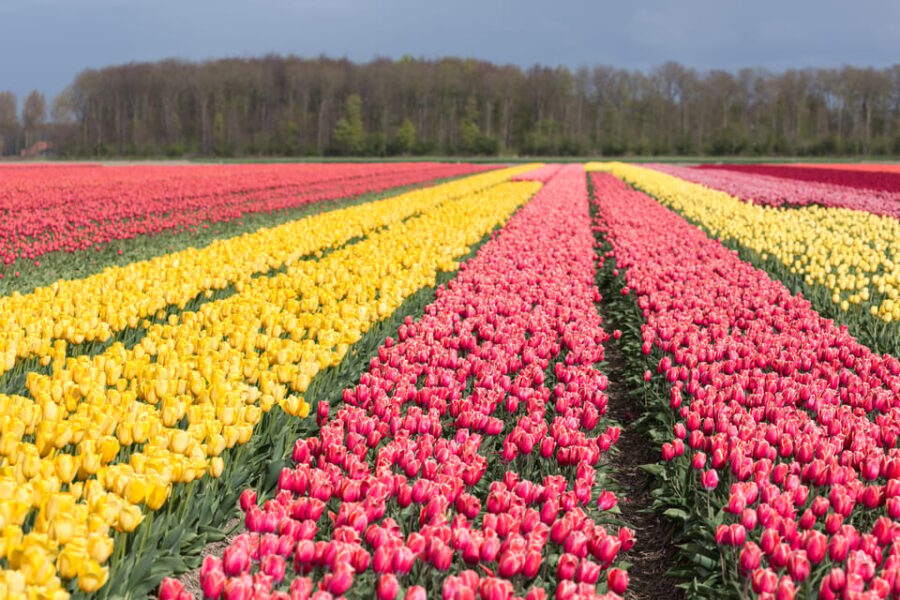From Amsterdam: take the famous Tulip route tour - Walking Along Farmfield Edges for Tulip Up-Close Views