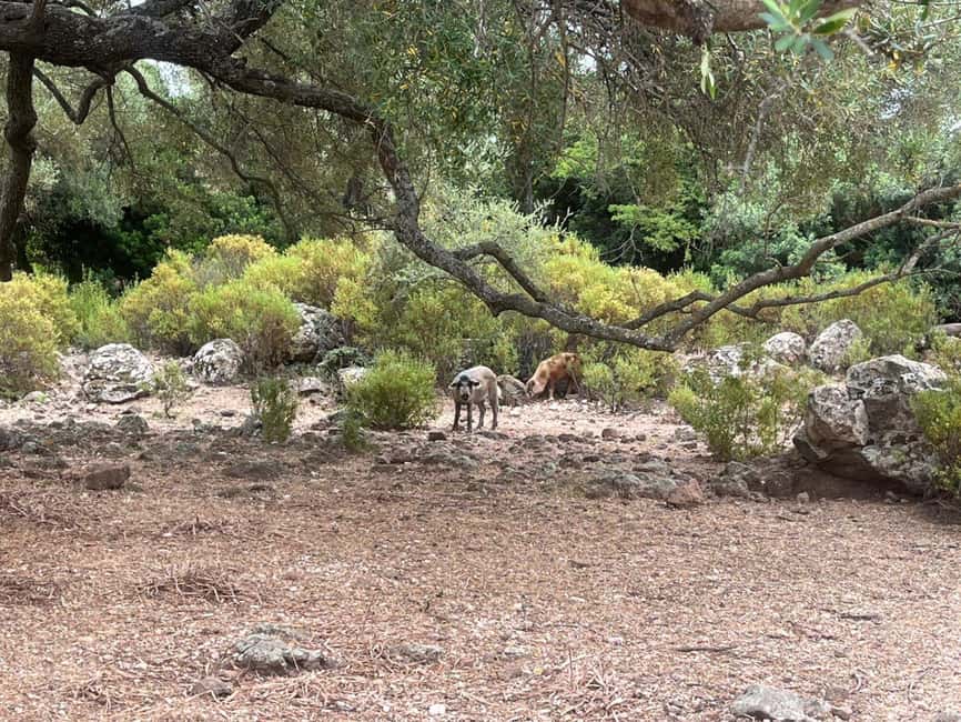 From Arbatax: 4hour jeep tour of the Golgo Plateau in Baunei - Exploring the Golgo Plateau’s Lunar Landscapes