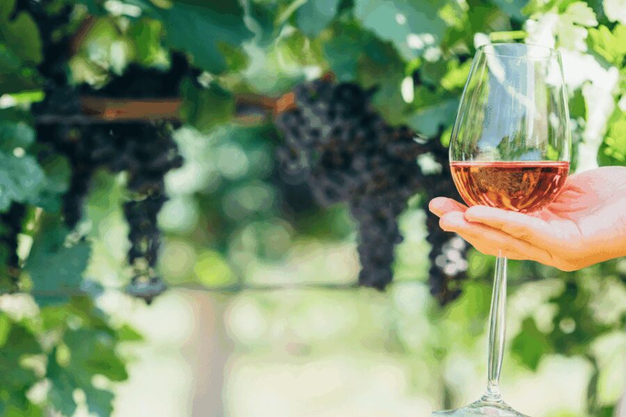 From Barcelona: Kosher Jewish Wine Tour - Learning About the Roots of Kosher Wine in Priorat